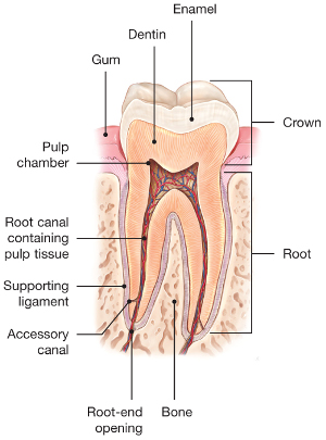 Root-Canals-Explained.jpg